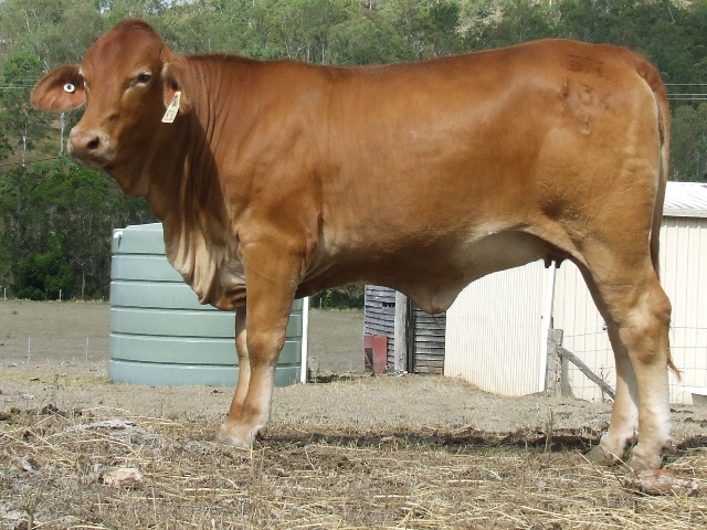 Bryvonlea Gena